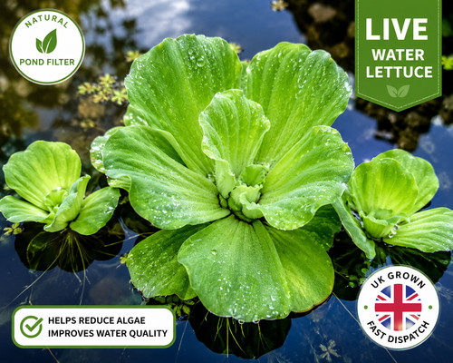 Water lettuce floating - 5,