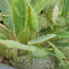 Dorstenia foetida Seeds
