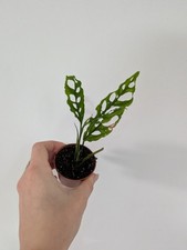 Monstera Obliqua Peru