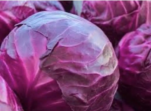 200 cabbage red purple - x,