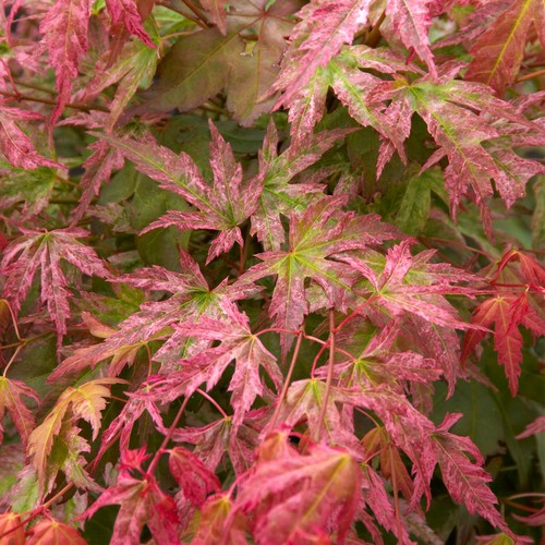Acer palmatum phoenix - 'phoenix', |