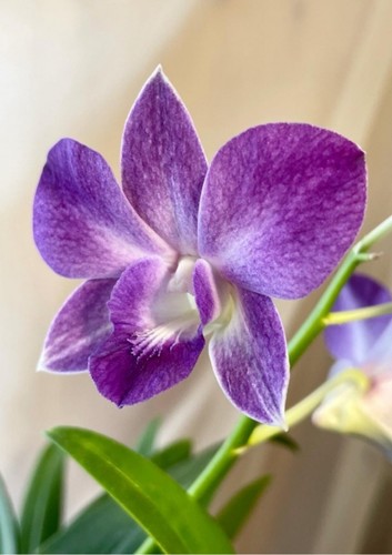 Dendrobium nook blue - dendrobium,