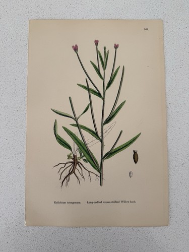 Antique botanical print - antique,
