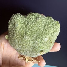 Rare Cacti Pseudolithos