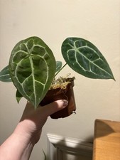 Anthurium Forgetii Rare Tropical Aroid Seed Grown