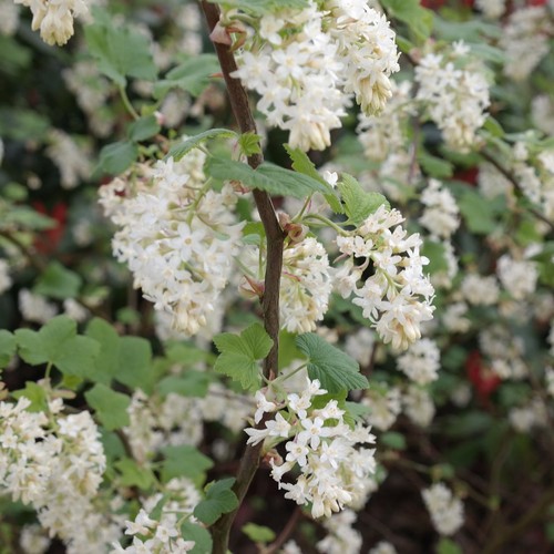 Ribes white icicle - white,
