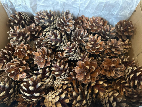 100 natural pine fir - 100,
