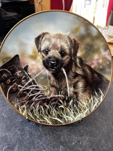Danbury mint border terrier - danbury,
