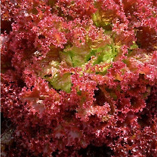 Lettuce Seeds Lollo Rolla 300