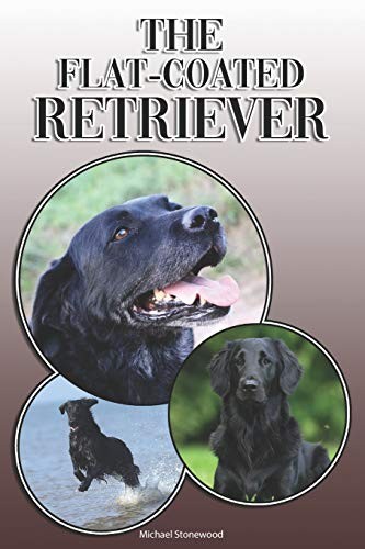 Flat coated retriever - flat-coated, a