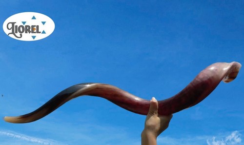 Small large kudu shofar - kudu, hebrew