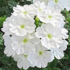 6 Trailing Verbena White