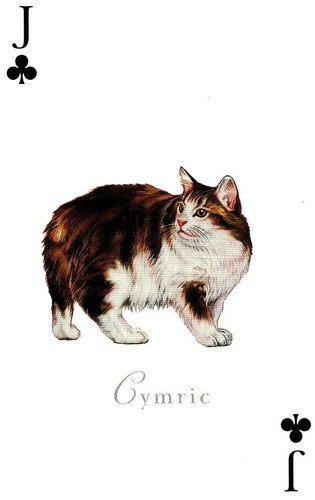 Cymric cats the world - cats, of