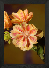 Lewisia flowering close up