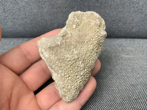 Fossil coral specimen - coral,