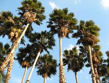 Washingtonia robusta x 15