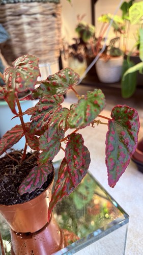 Begonia negrosensis - begonia,