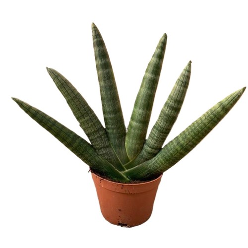 Sansevieria cylindrica boncel - cylindrica,