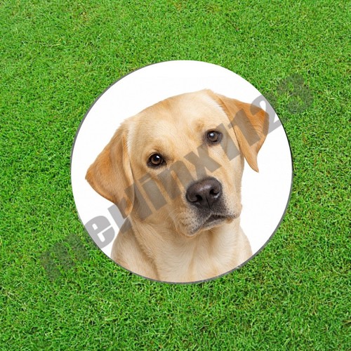 Yellow labrador retriever - labrador,