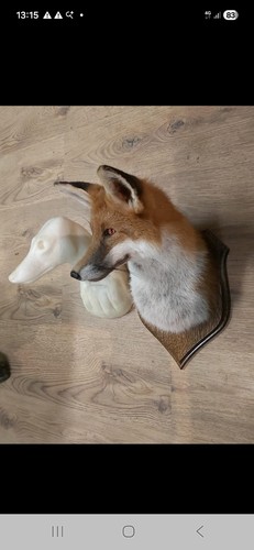 Fox head form - fox,