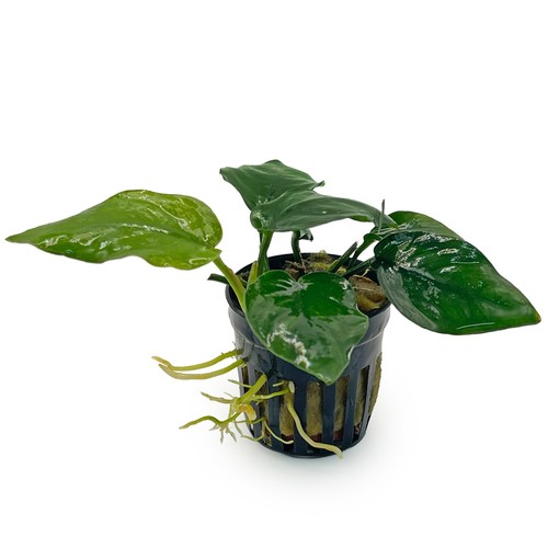 Anubias nana thick - anubias, –