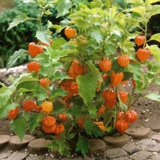 T&M Physalis Hardy Garden