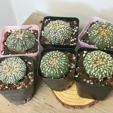 Astrophytum Asterias around