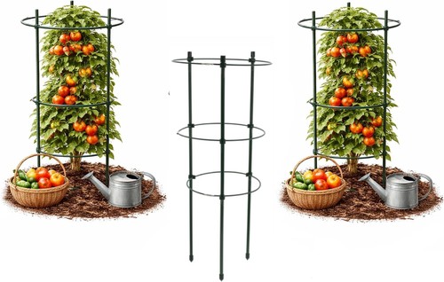 60cm tomato plant - 3,