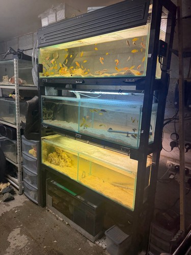 Fish tank racking systems - fish,