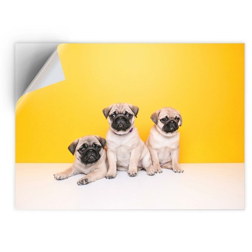 Vinyl sticker trio of - vinyl, a5