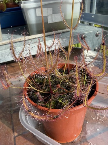 Drosera binata multiple plants - binata,