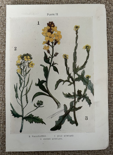 Antique print wallflower - antique,