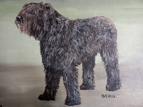 Black long haired terrier dog - black,
