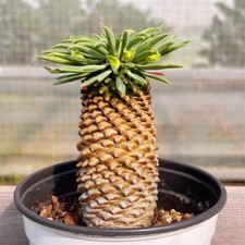10-12CM Succulent Cactus Plant