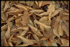 423056 Dried Beech Maple And Oak Leaves On The Forest Floor A4 Photo Texture Pri