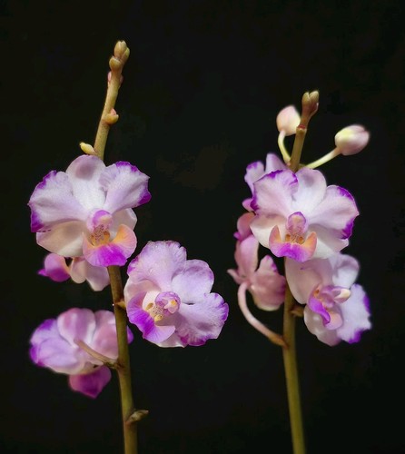 Phalaenopsis memoria val - memoria,