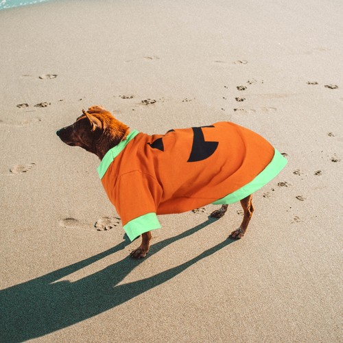 Orange halloween pet - orange,