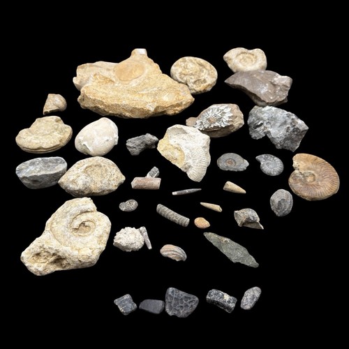1kg british fossil mix - 1kg, 36