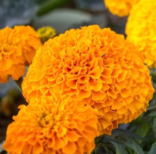 Marigold orange african - marigold, 30+