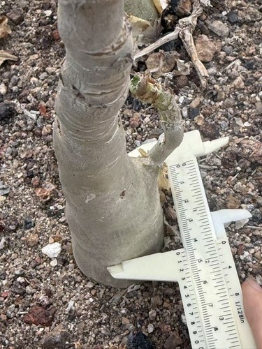 Cyphostemma juttae caudex