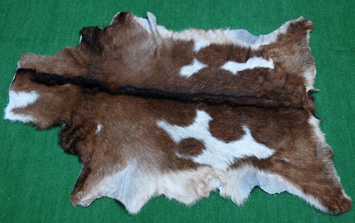 Luxury goat hide - goat, hair