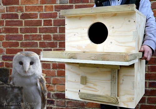 Barn owl nest box - -, indoor