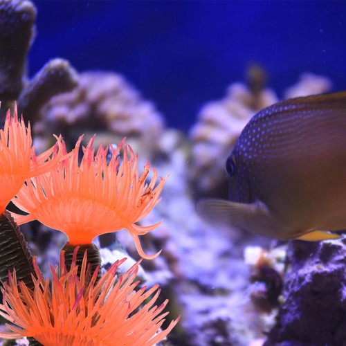 Aquarium accessories for fish - aquarium,