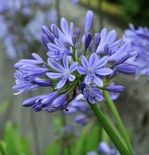 4 x Agapanthus Africanus Bulbs