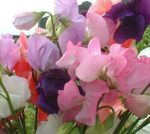 Seeds sweet pea - seeds, mammoth