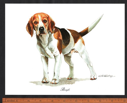 Beagle dog stunning 8 - beagle,