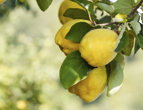 English grown grafted - english,