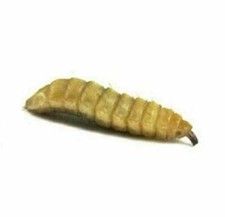 Black Soldier Fly Larvae -