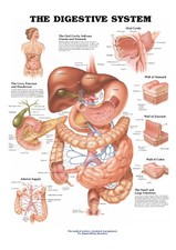 Digestive System Chart |
