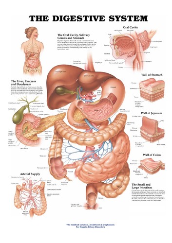 Digestive system chart - system, |